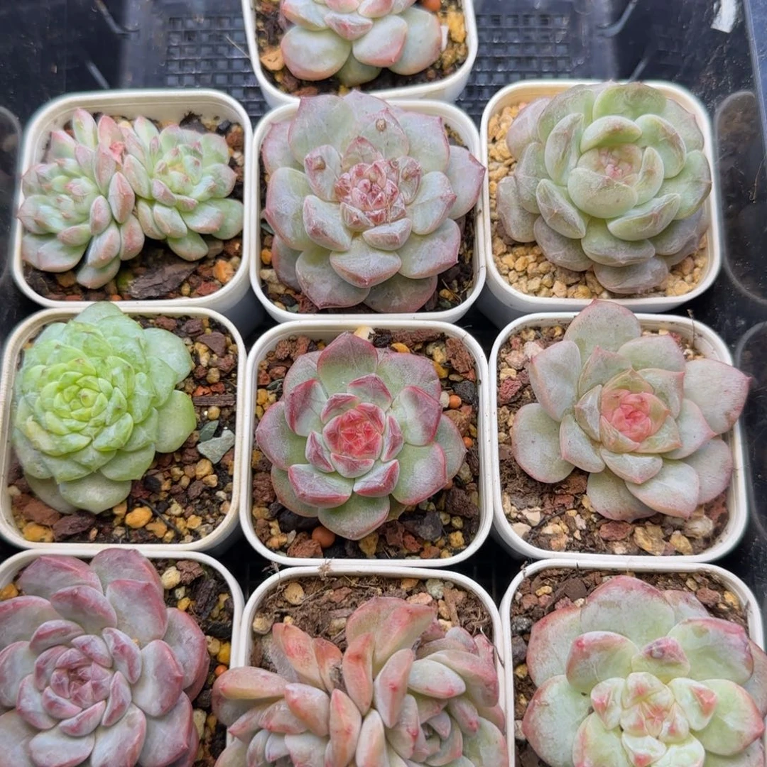 【满19.9包邮非偏远】616十棵