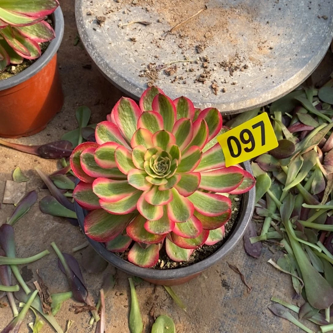 荔枝多肉法师097嫩庄