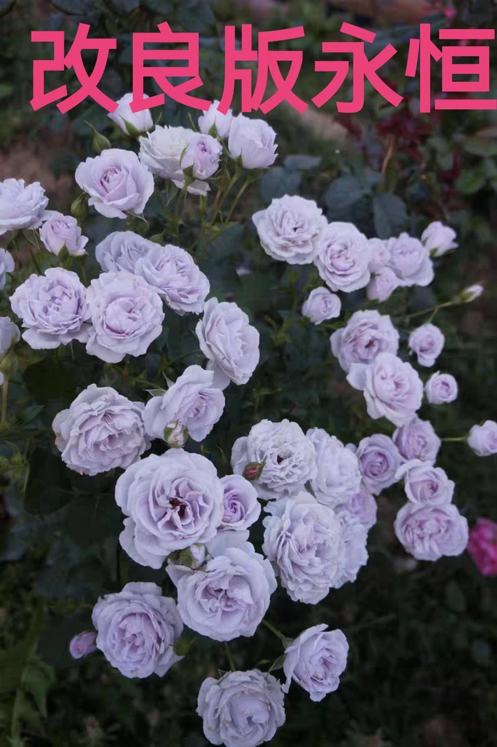 【改良版永恒】芊喜花园精选月季      精品露天实生根接苗