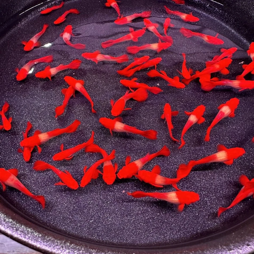 精品鸿运当头双分水孔雀鱼