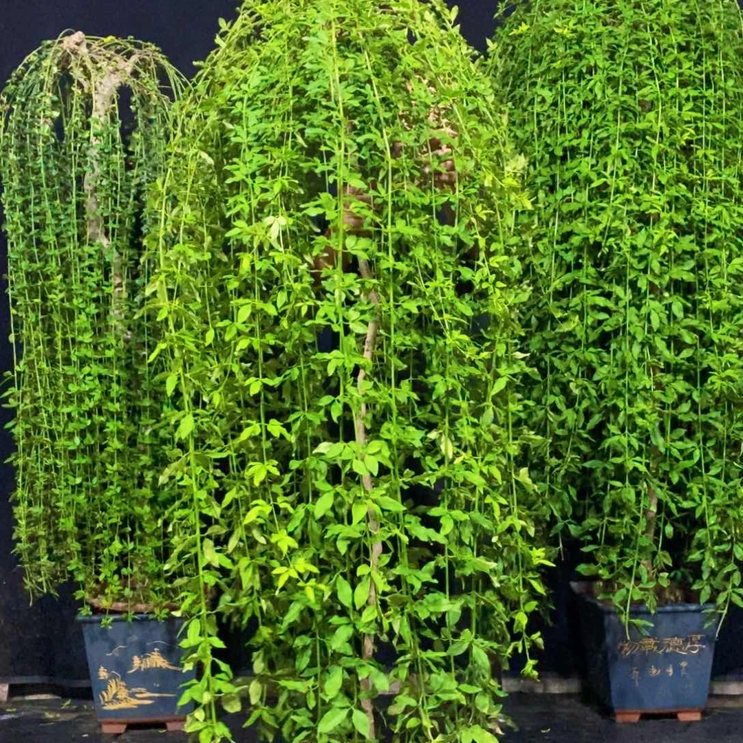 探春花，高度1.7米，