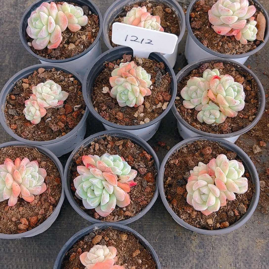 冰玉框拍1212号不包整