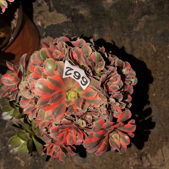 662女妖多肉植物不售后