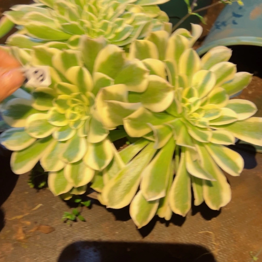 359 号多肉植物新年