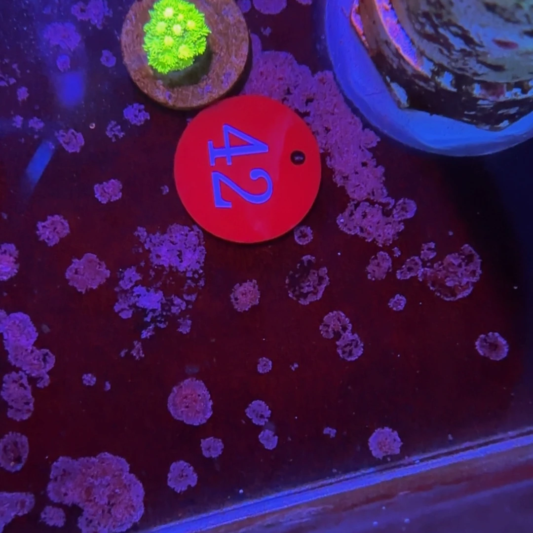 万鱼来朝海水观赏