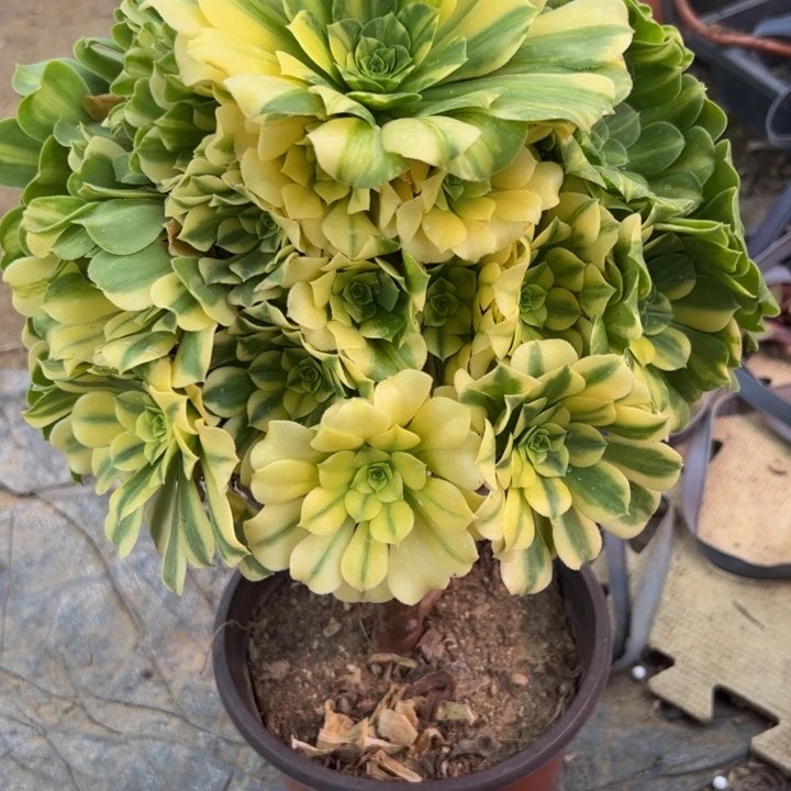 二**姨补换283多肉法师一物一拍