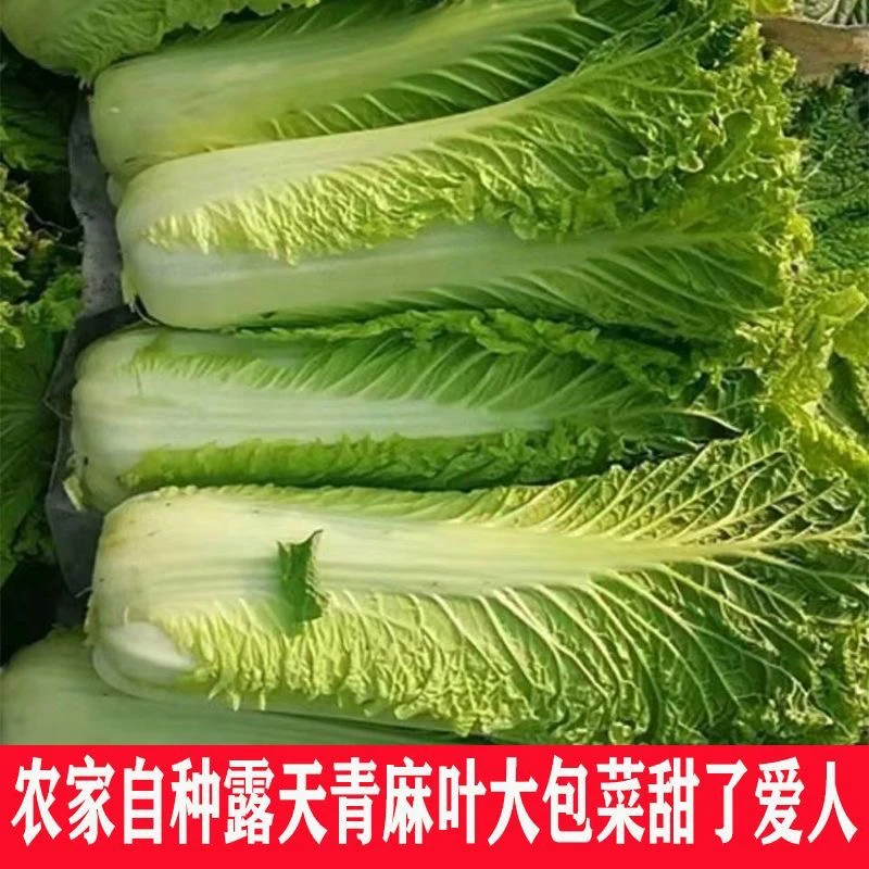 贵州高山本地青口白杆杆多叶子少煮素菜吃火锅必备清甜可口新鲜