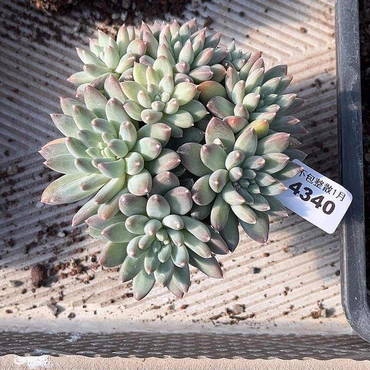 阿雅园艺。       4340落雪美人