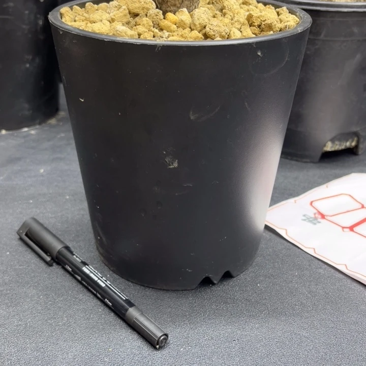 茶*专拍11111111111111