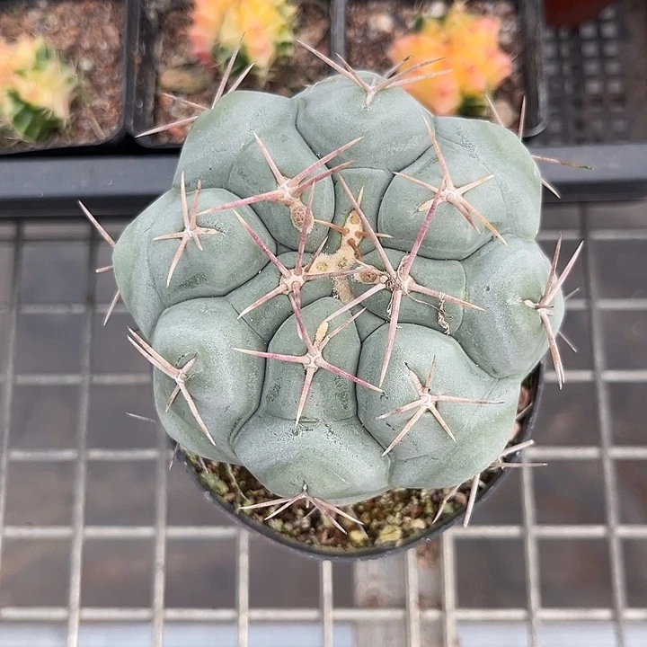 我也不知道我为什么要这样