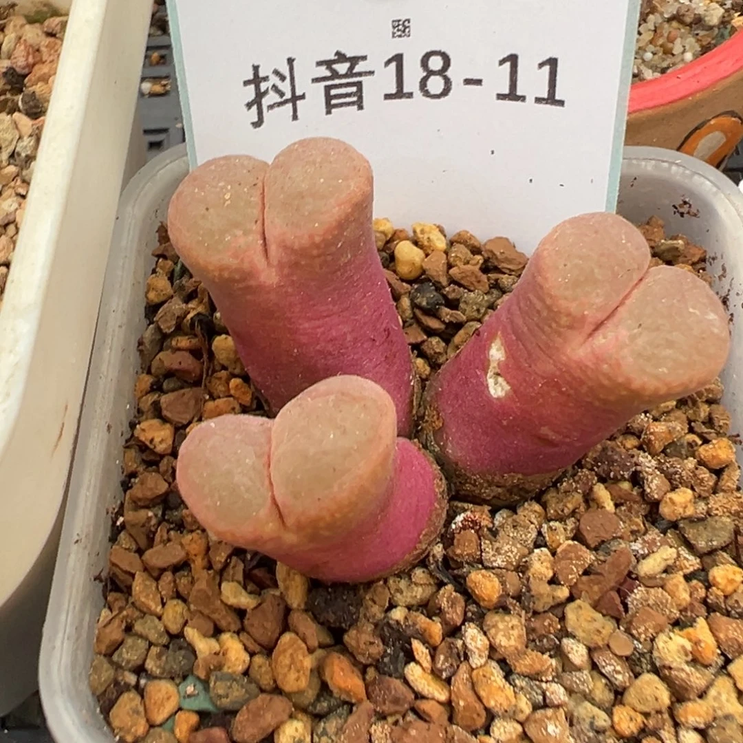 栗***子18-11肉锥多肉植物