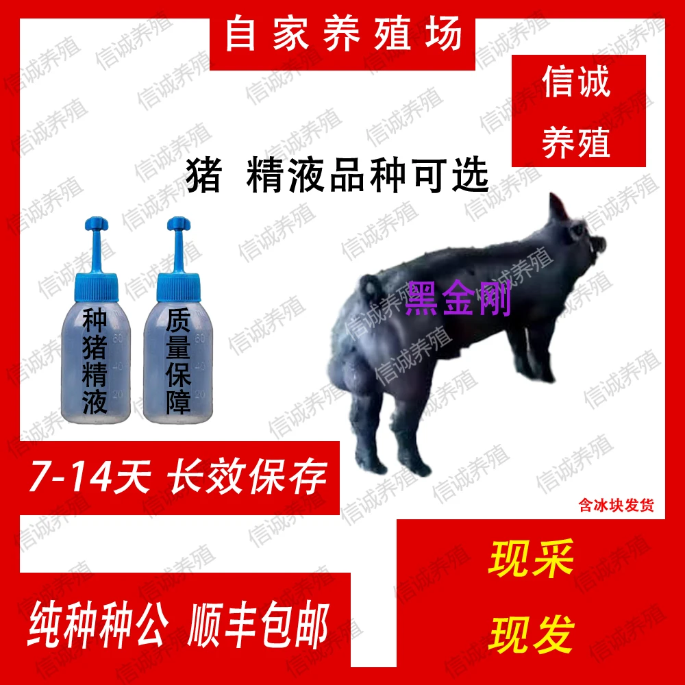 黑金刚种公精液一件包邮包对版生态养殖批发猪用耗材输精管