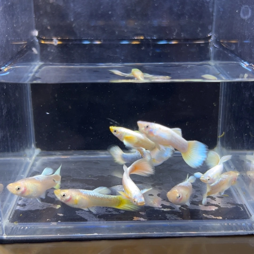 孔雀鱼黄金满麟孔雀鱼6条备损4条到手10条