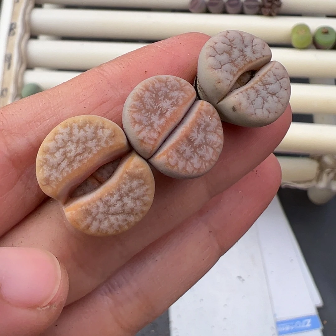 12.10好看的多肉脱土发货717