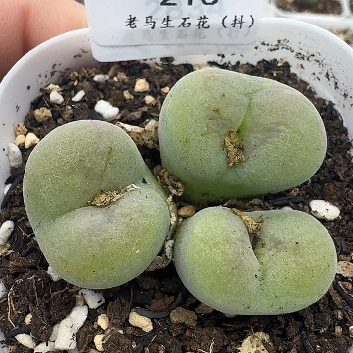 老马生石花空卡佛215