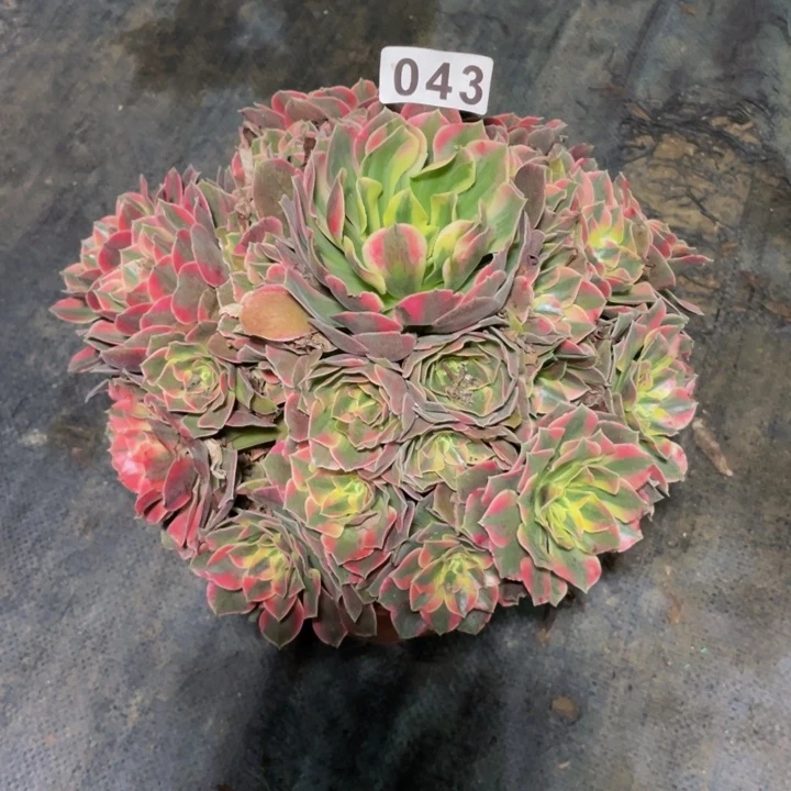 43老庄多肉法师女妖