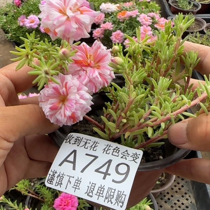 当前无花朵，栽培后可花朵A749超小苗盆口10cm
