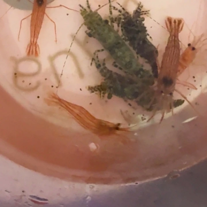 ****张奶嘴海葵绵阳虾222222