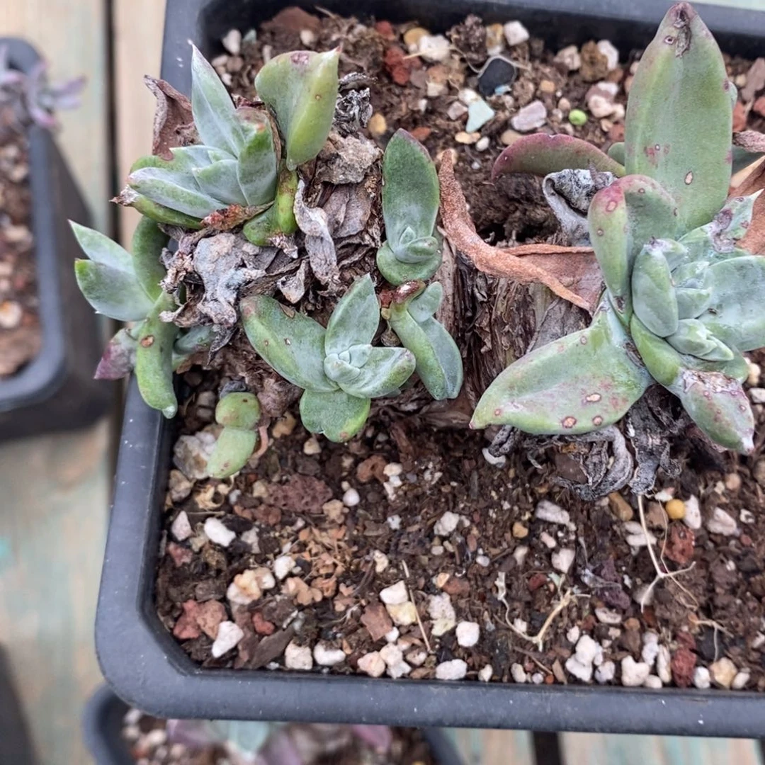 苹果叶粗腿子瑕疵