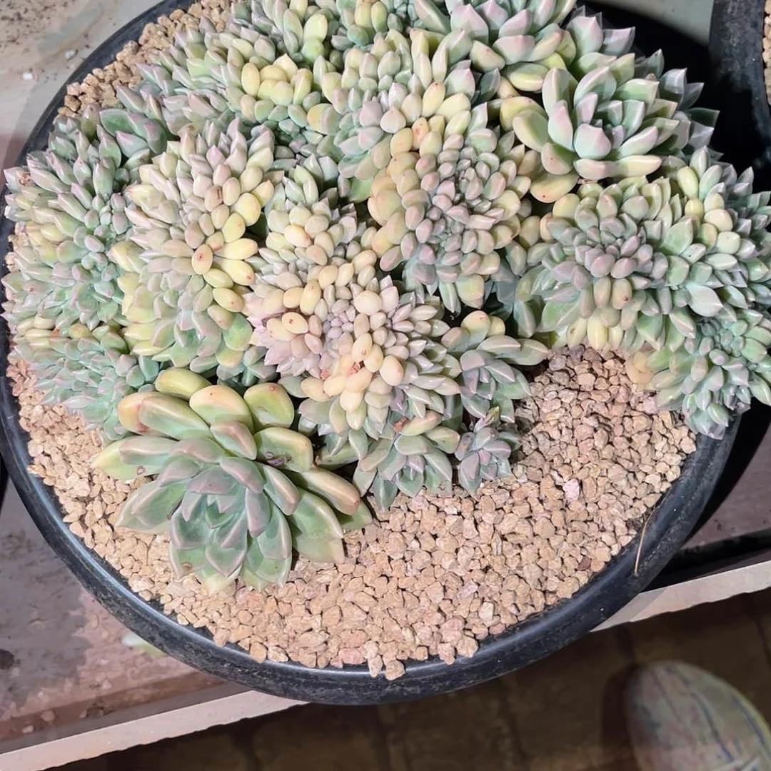 璀璨缀化多肉植物链接