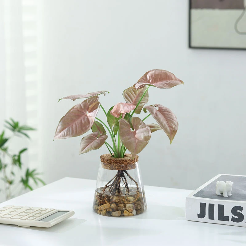 水培植物红粉佳人盆栽懒人好养活粉色合果芋室内桌面净化空气绿植