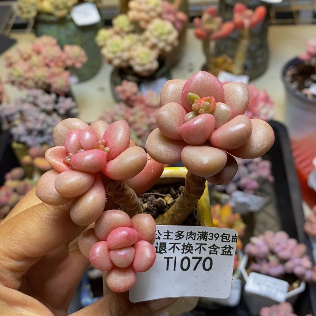 070先锋派多肉5c m