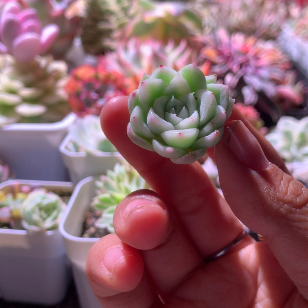 麦秆锦瓷白基因有杆子