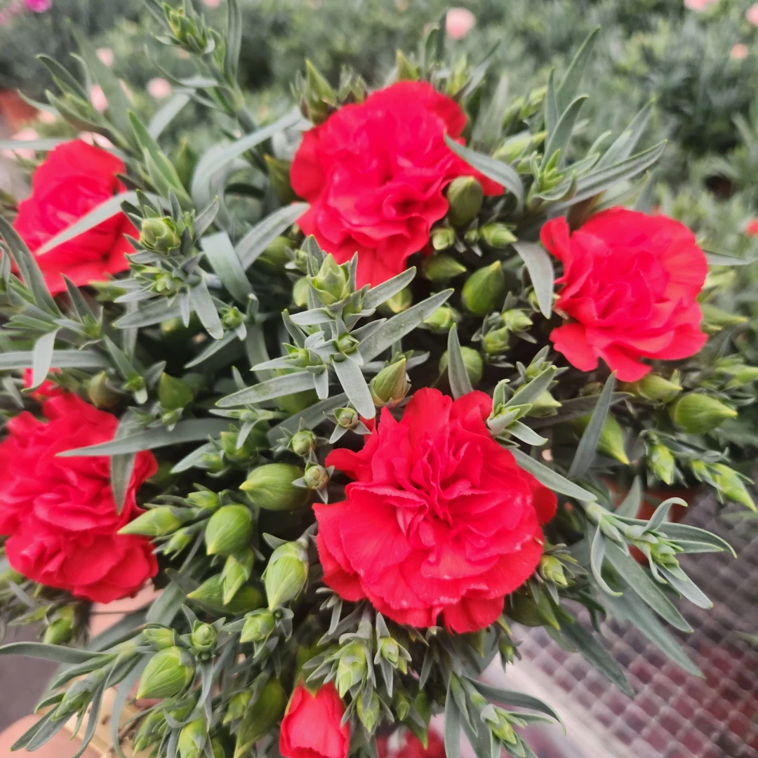 康乃馨【红舞裙】室内盆栽花卉花期久好养护