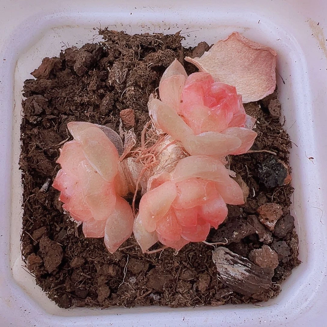 糖心老桩群19包邮多肉