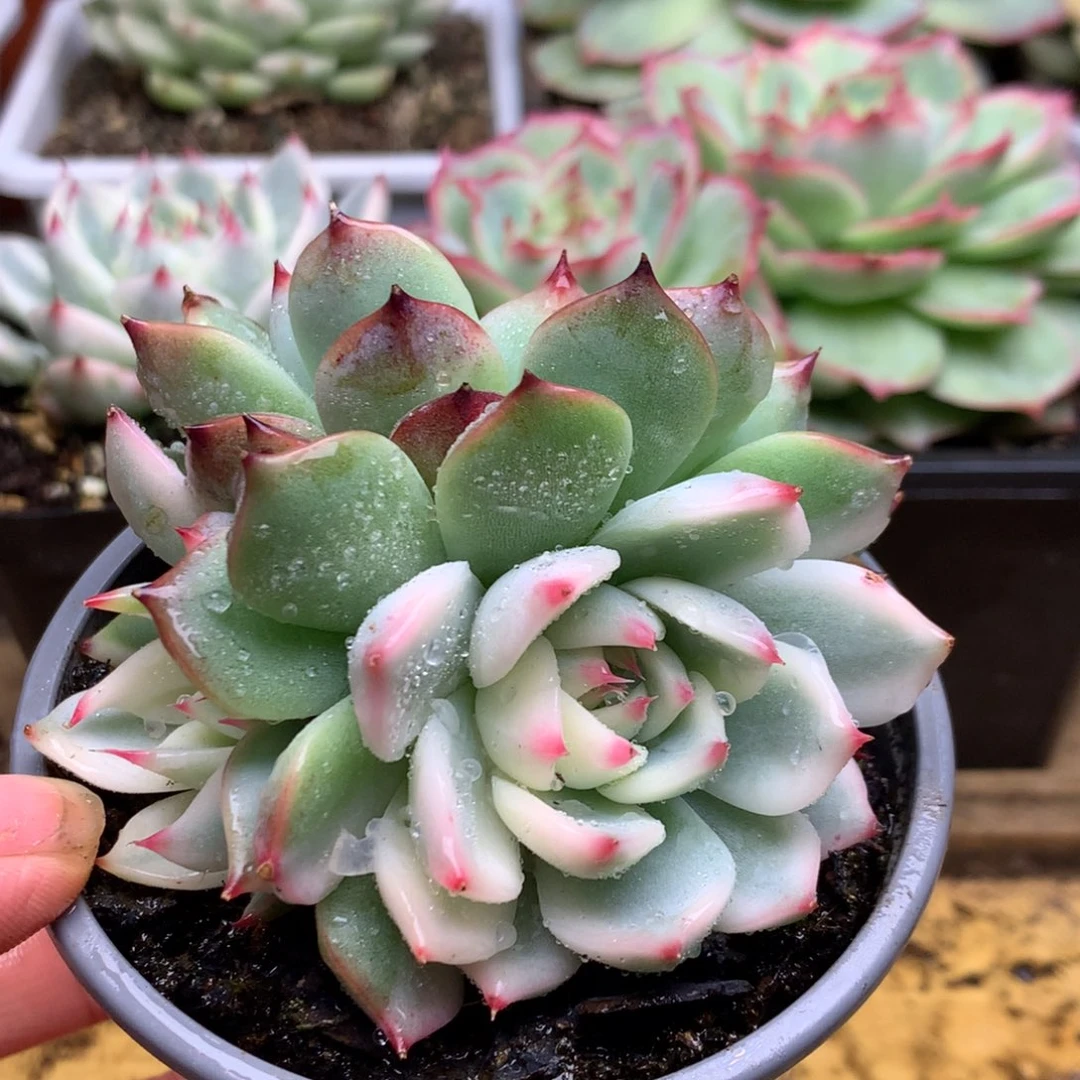 三头娃娃哈哈哈哈哈哈