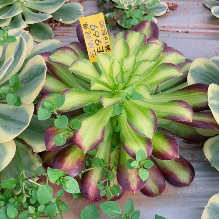 韶华969多肉植物