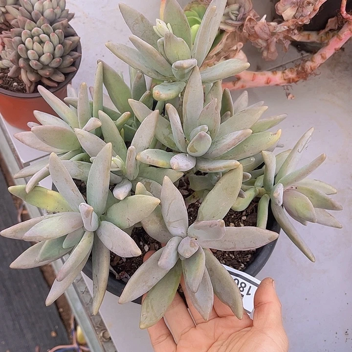 香蕉美人1808多肉植物