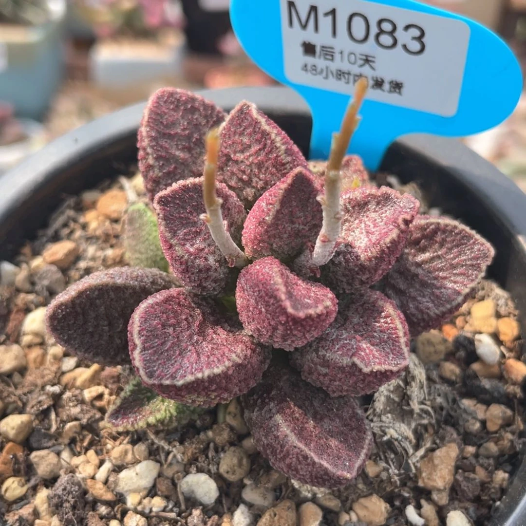 冰*    紫电。   1083。