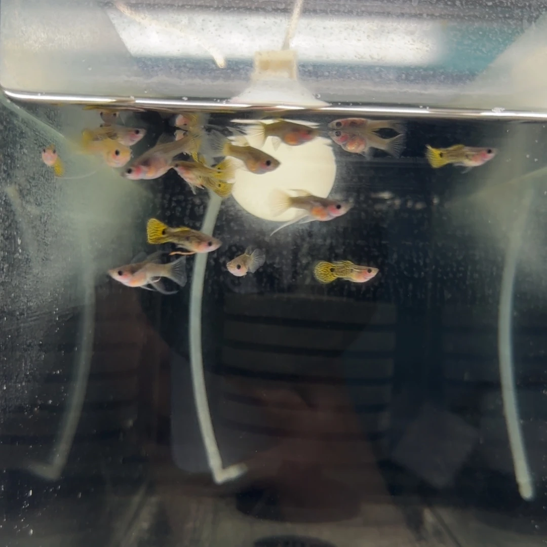 孔雀鱼黑金蕾丝玻璃猫大c亚成16条整缸