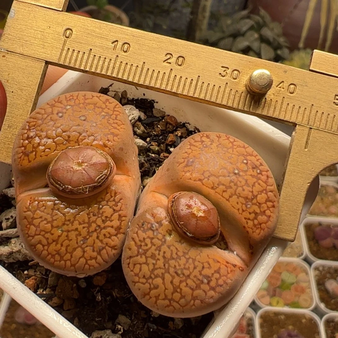 赤阳母本多肉植物百科