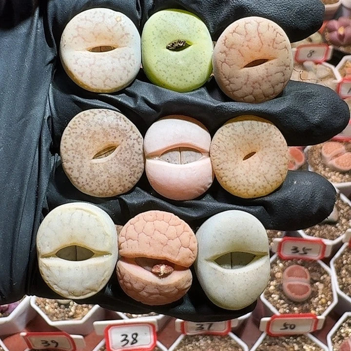 生石花233:：：。  71