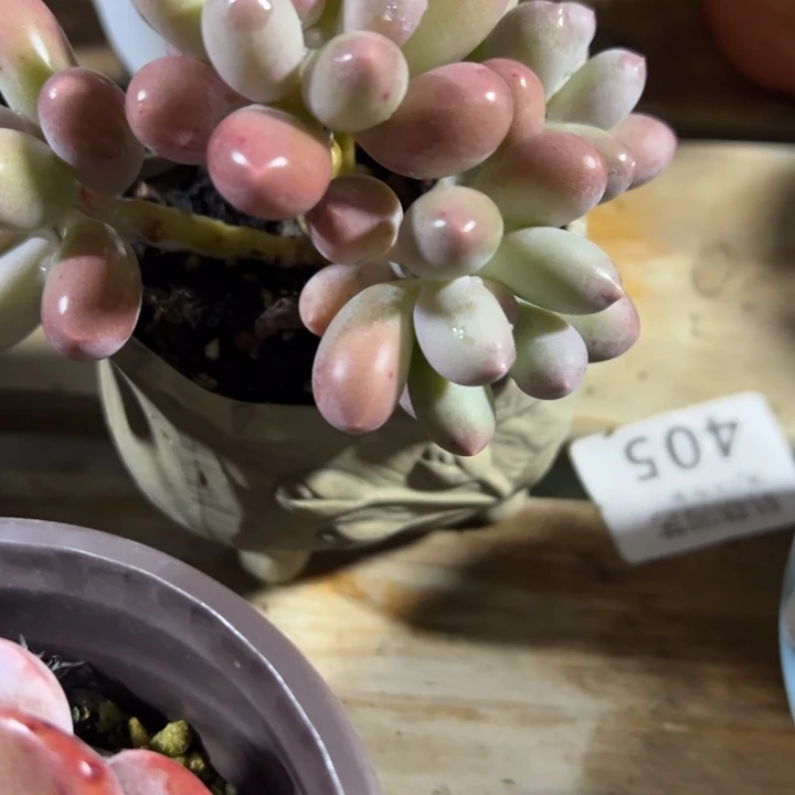 凤***儿多肉植物多肉植物42