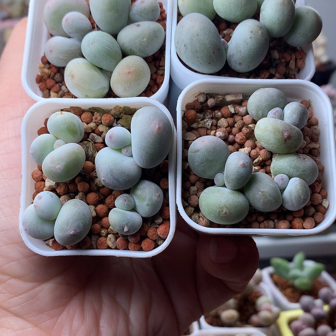 鸡蛋奶酪四盆带盆发货