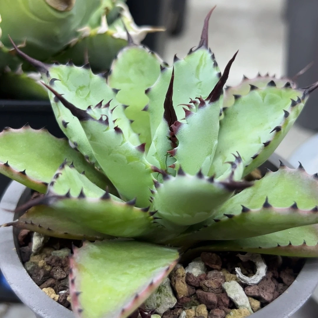 曲刺八雷一物一拍偏远不包邮不退不换