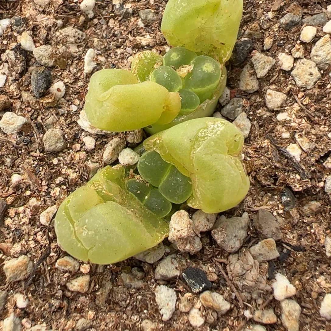 6-61肉锥多肉植物