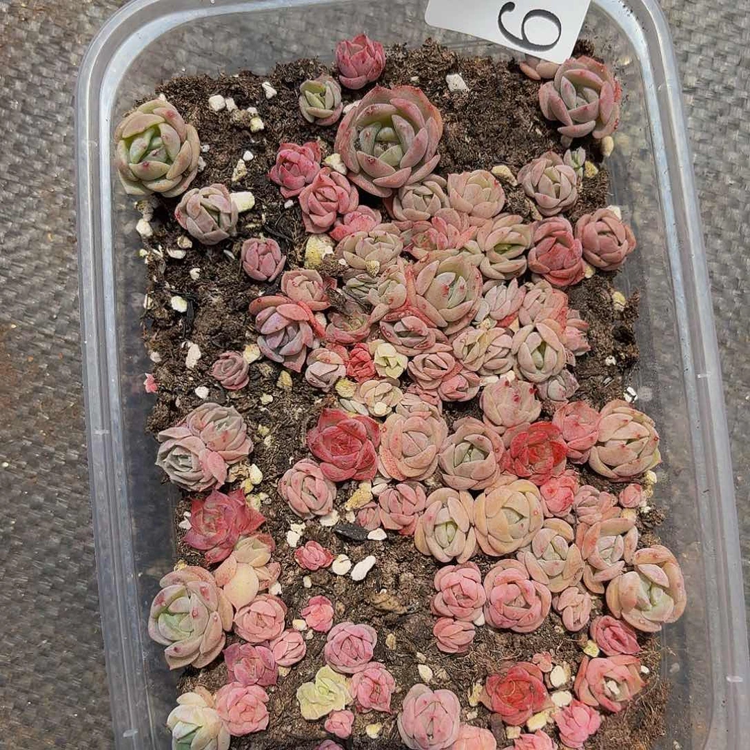 多肉植物多肉植物61