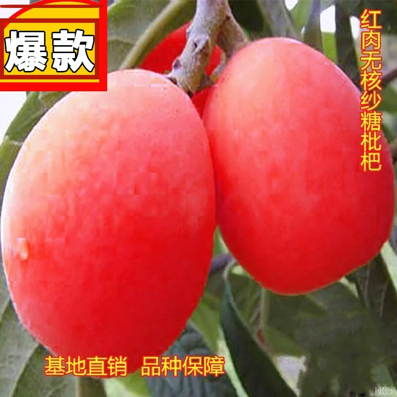 无核砂糖枇杷苗无籽苗红肉新品枇杷树苗南北方种植抗旱耐寒果树苗