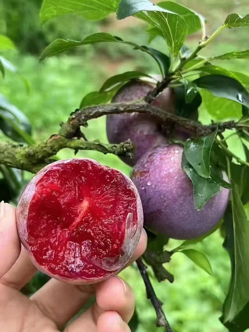 广东茂名钱排三华李新鲜当季红心李子酸甜脆口现摘现发
