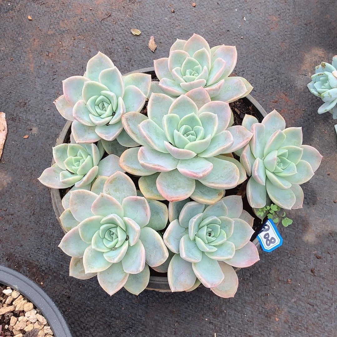 908哈利 一物一拍多肉