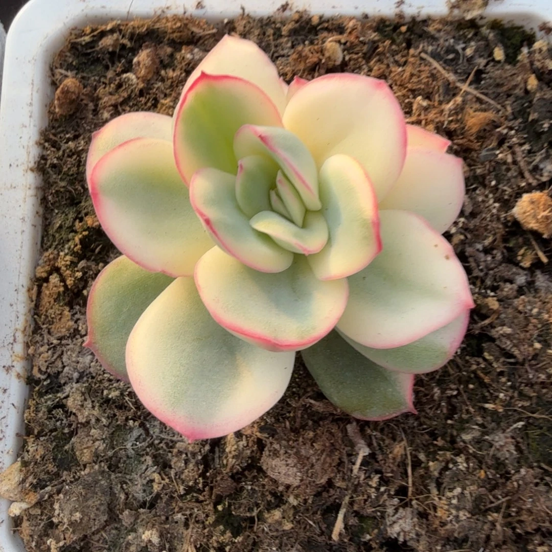 晨露锦锦上园艺一物一拍