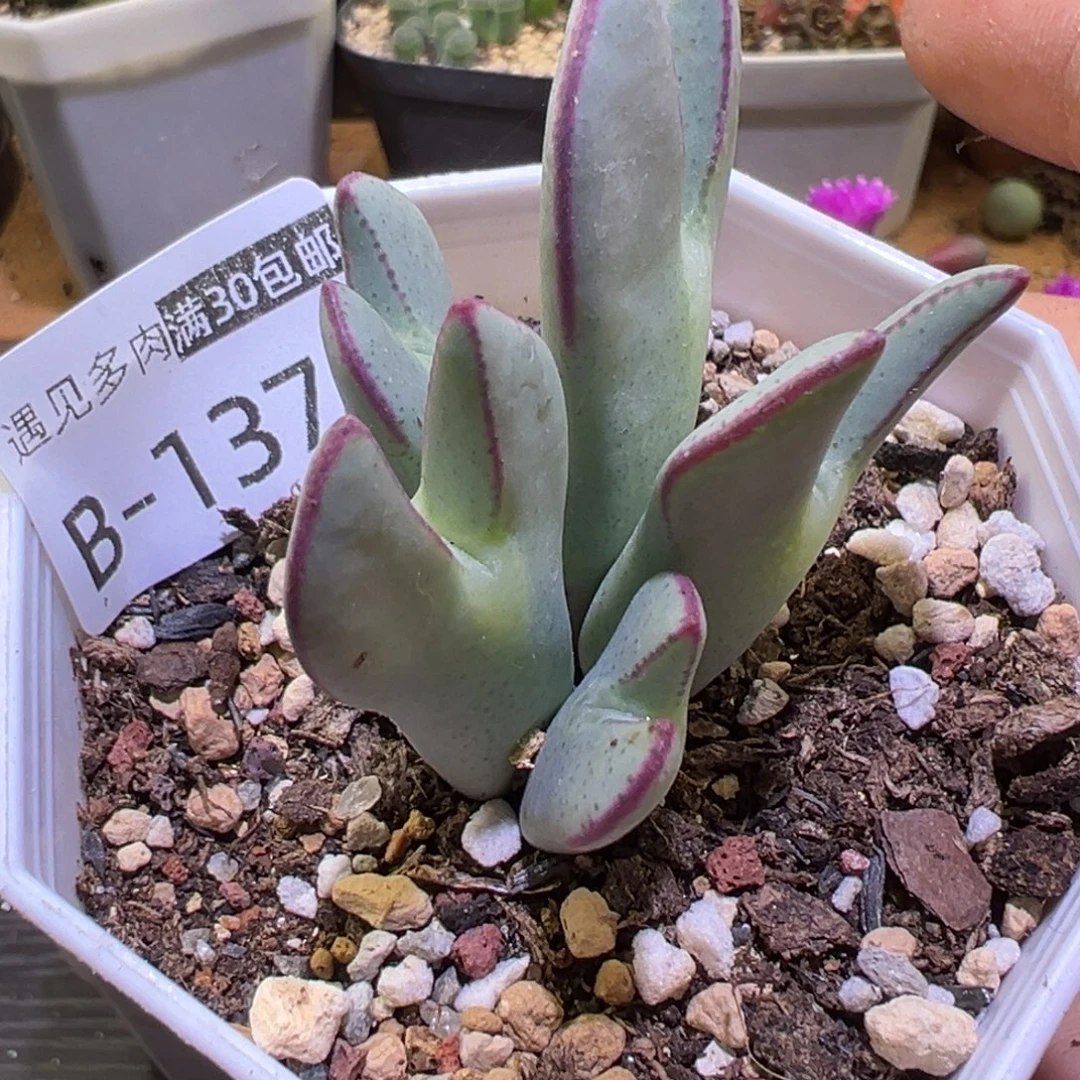 多肉植物11111111111