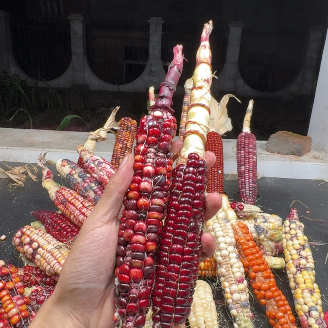 风***景柏香籽/百香籽吊坠