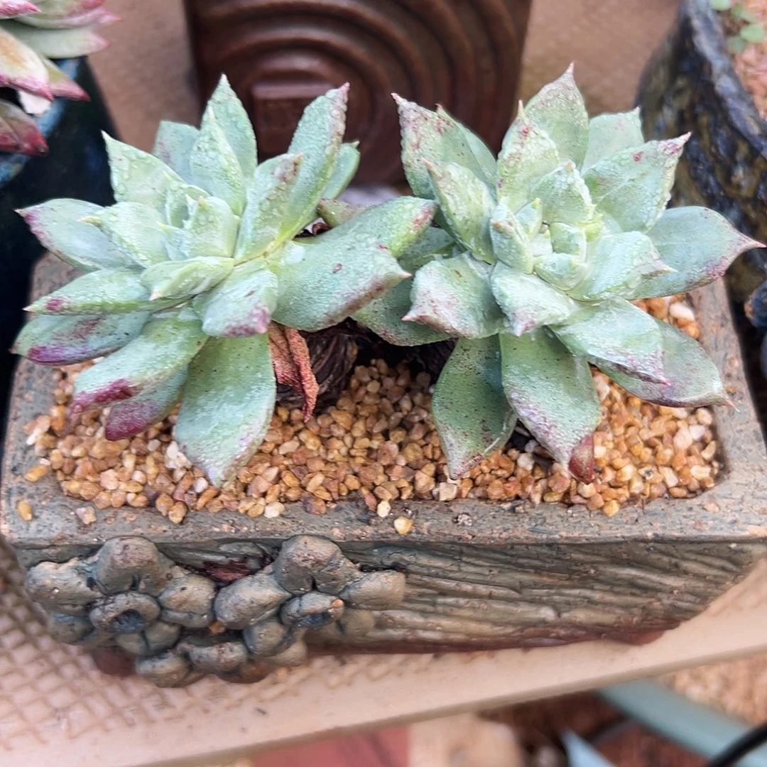 6424坎黛苹果叶仙女杯