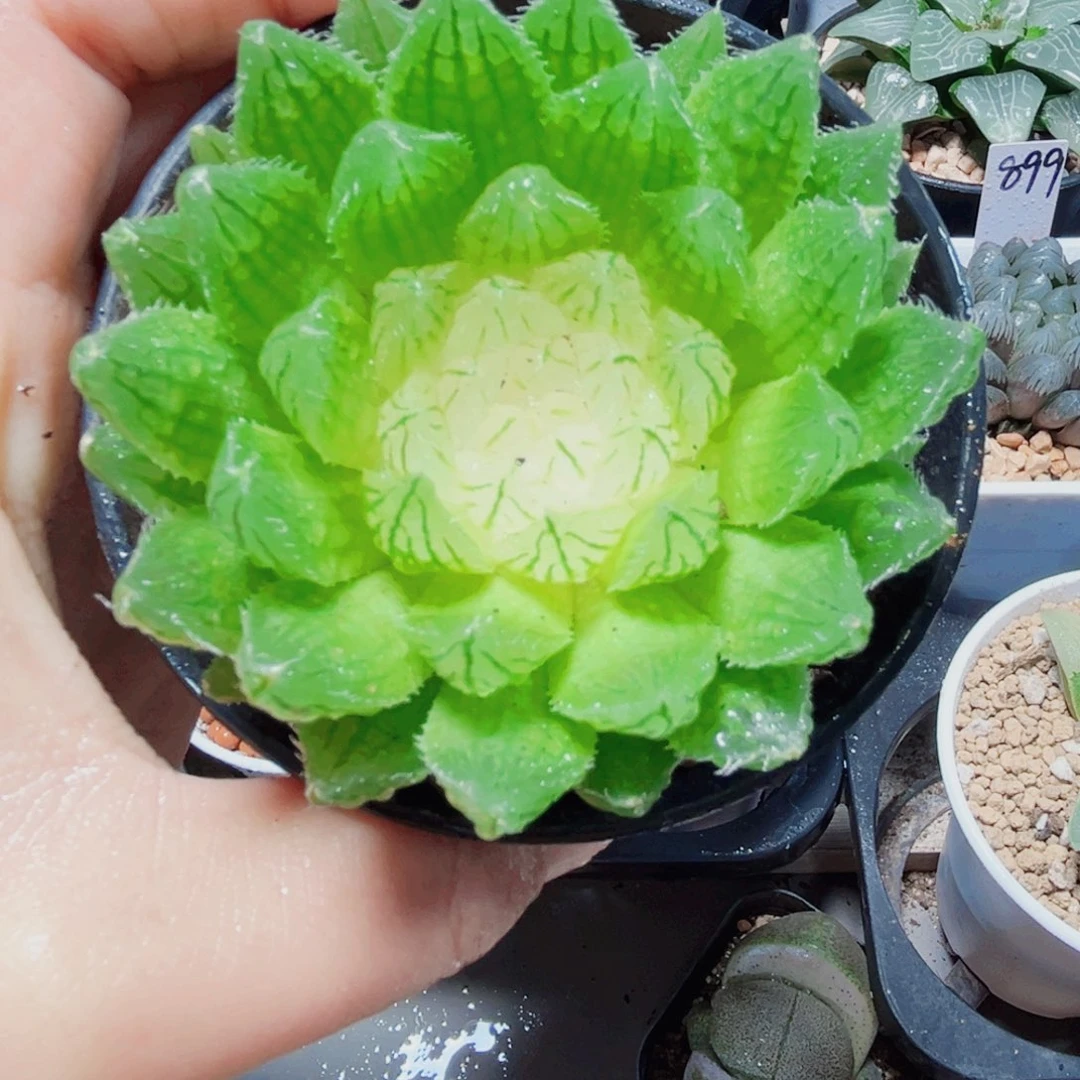 白莲花多肉植物6666