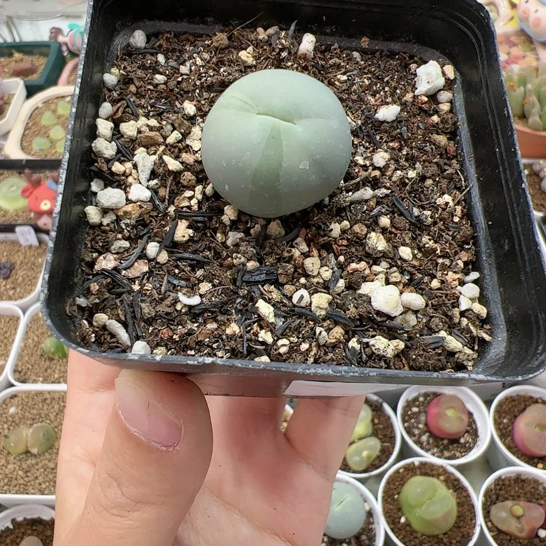 【闪购商品】179 鸽子蛋锦